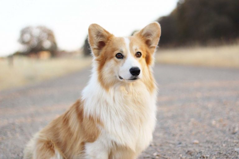 fluffy corgi