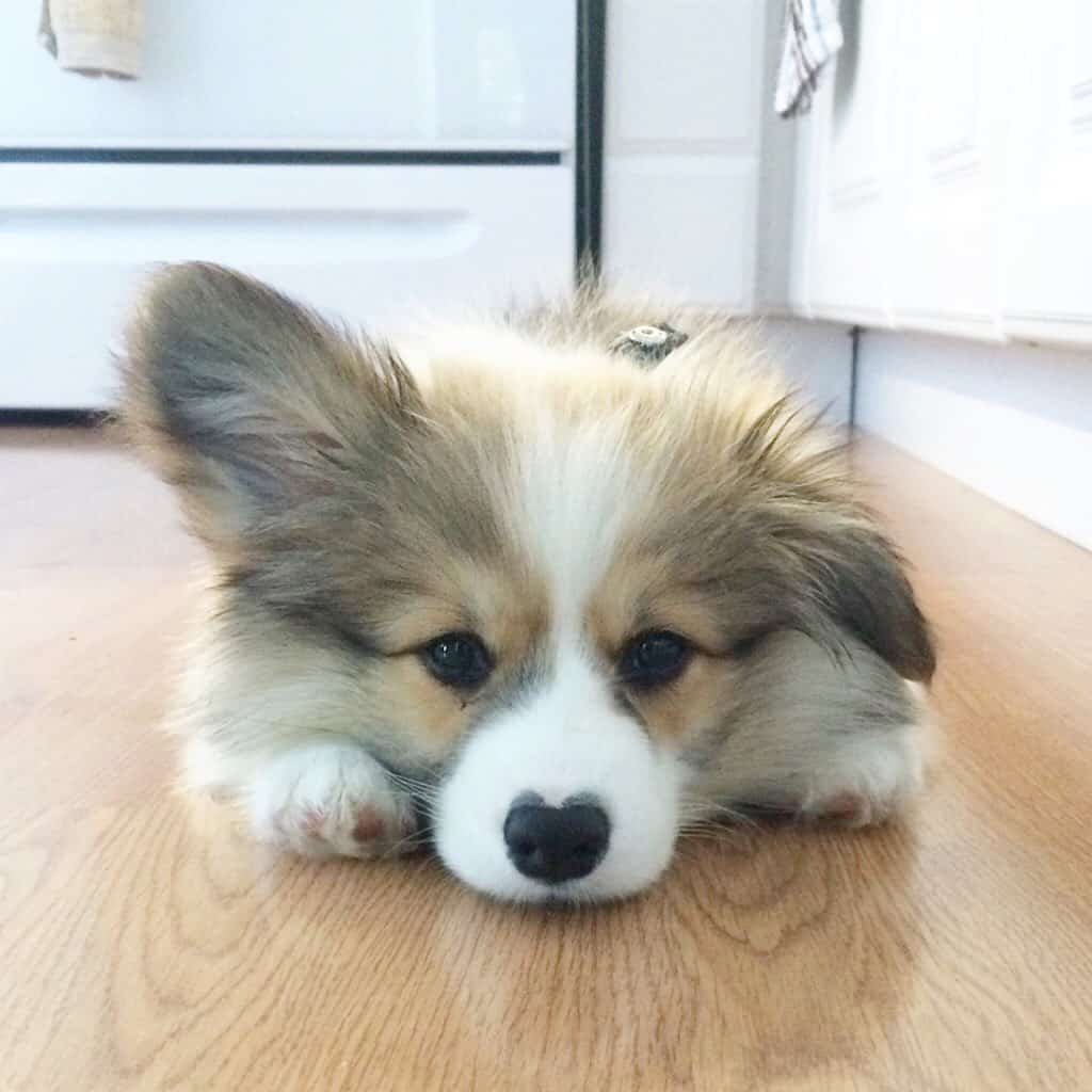 Fluffy Corgi lying on the floor