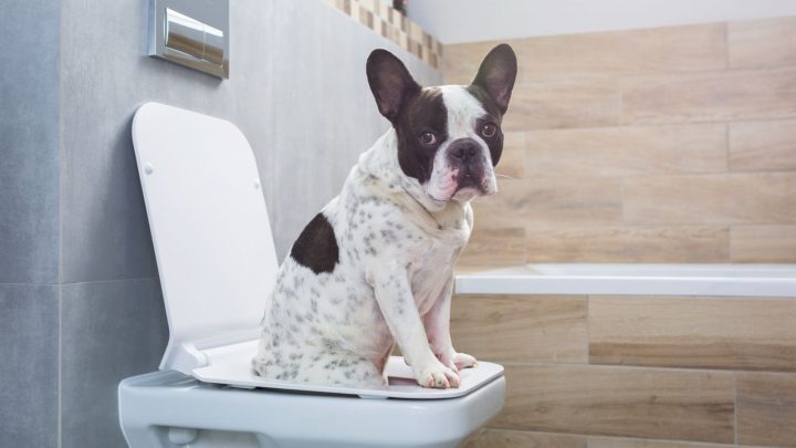 French Bulldog Potty Training: How To Potty Train Like A Pro