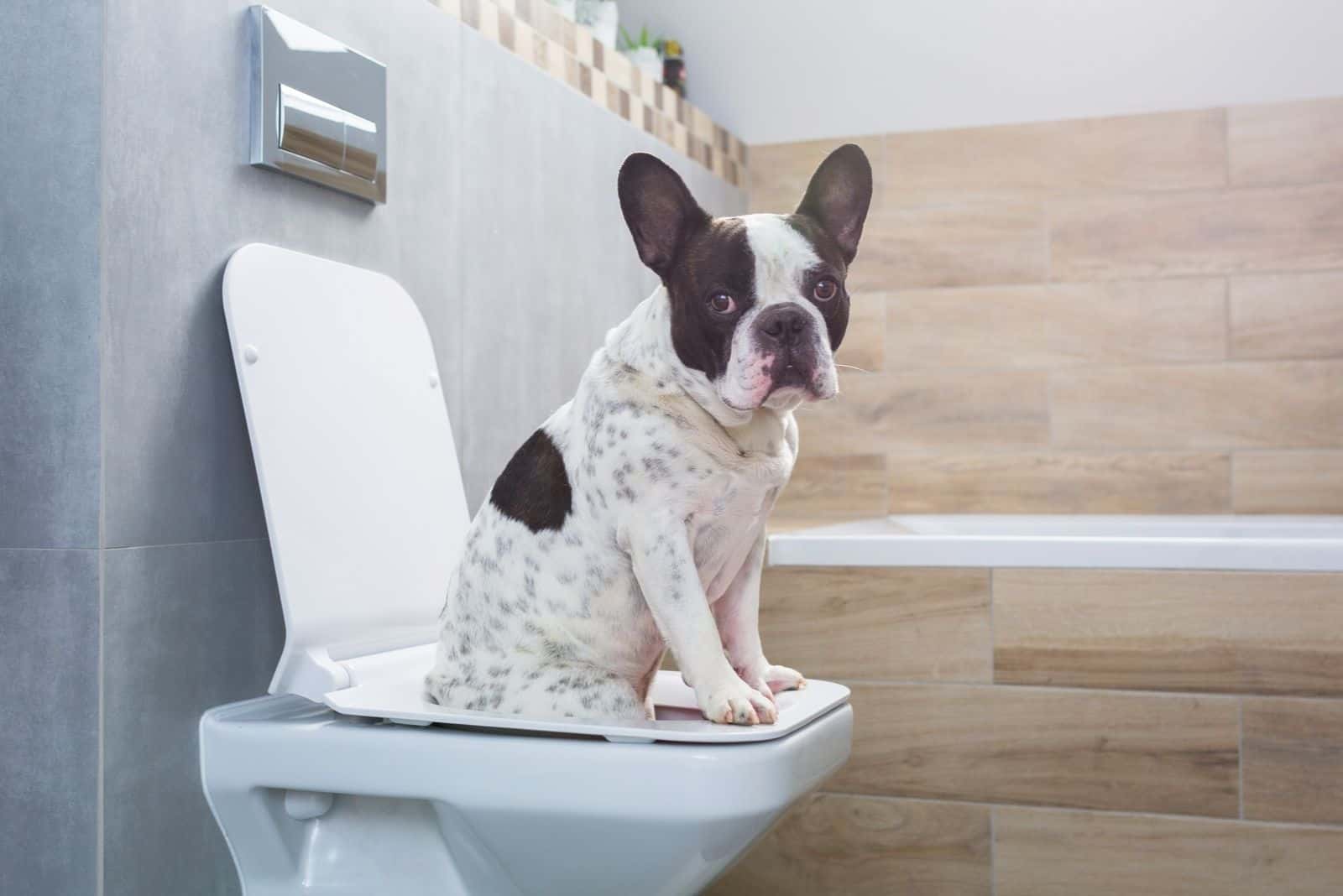 French Bulldog Potty Training: How To Potty Train Like A Pro