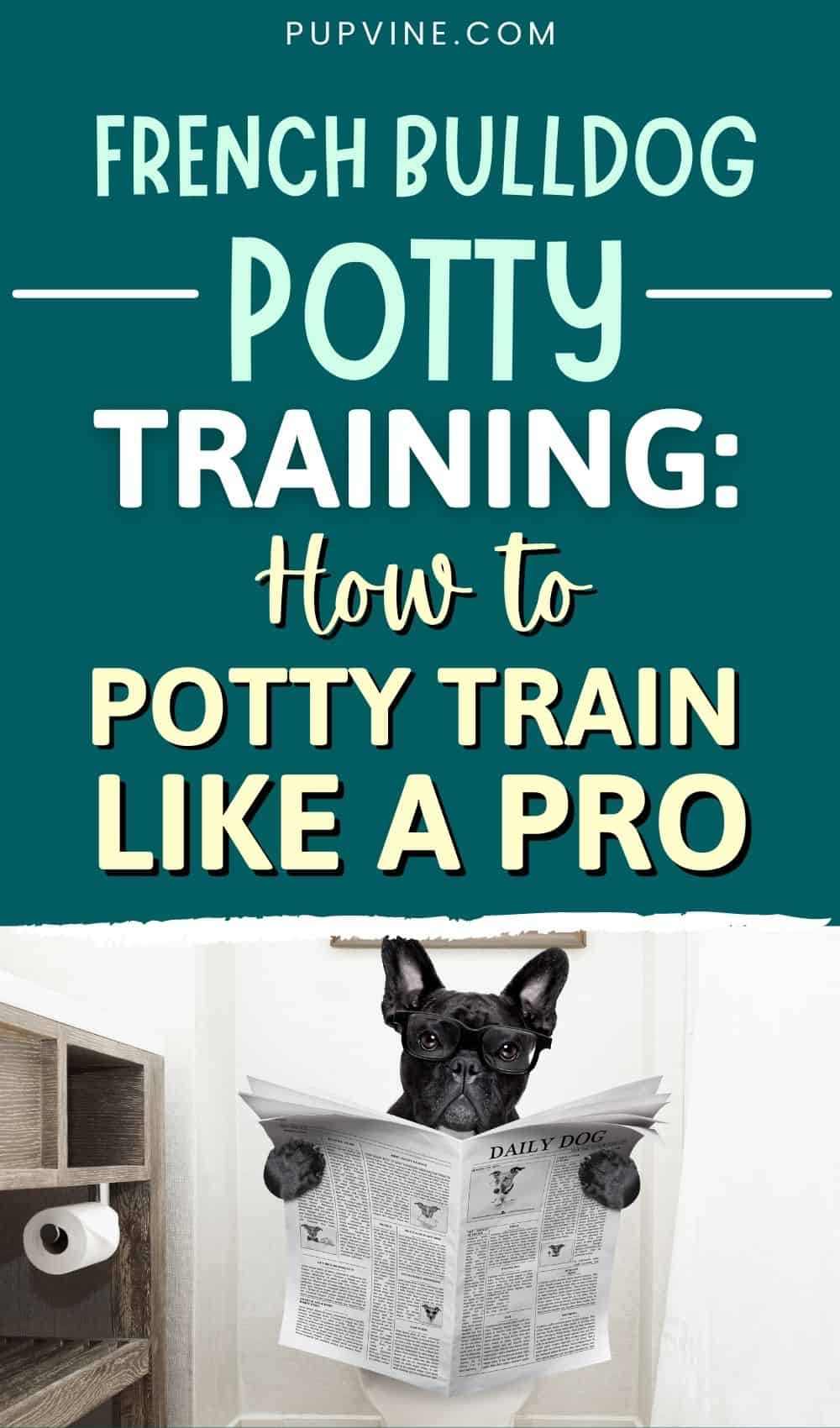 French Bulldog Potty Training: How To Potty Train Like A Pro
