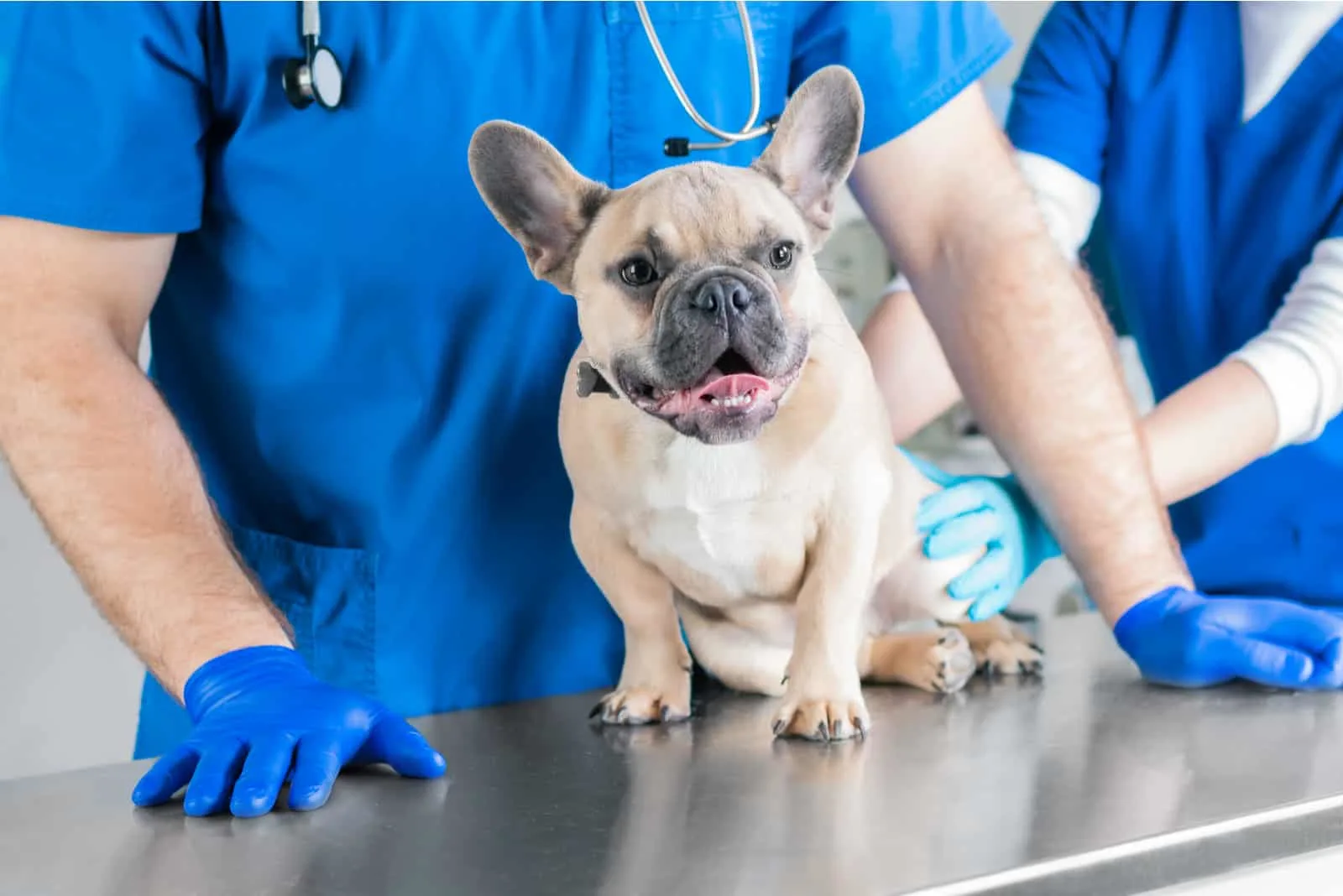 French Bulldog in a veterinary clinic