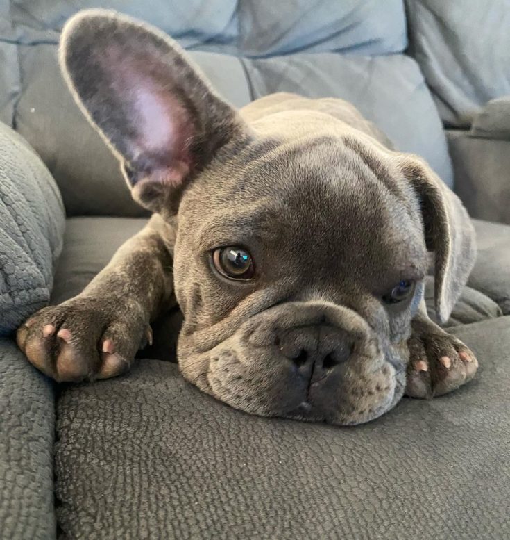 How Much Are French Bulldogs Can You Afford This Cutie?