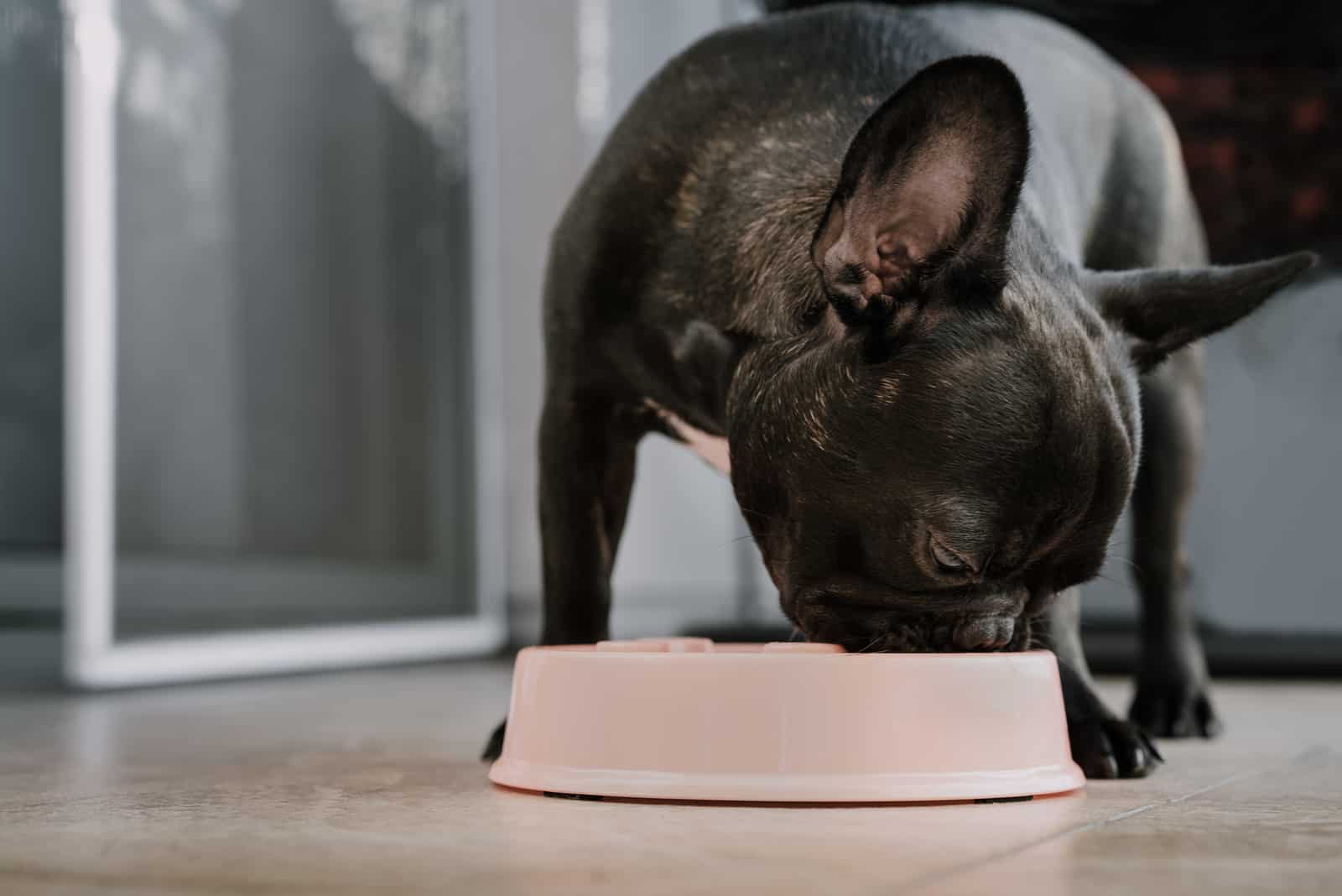 French bulldog eating from bowl
