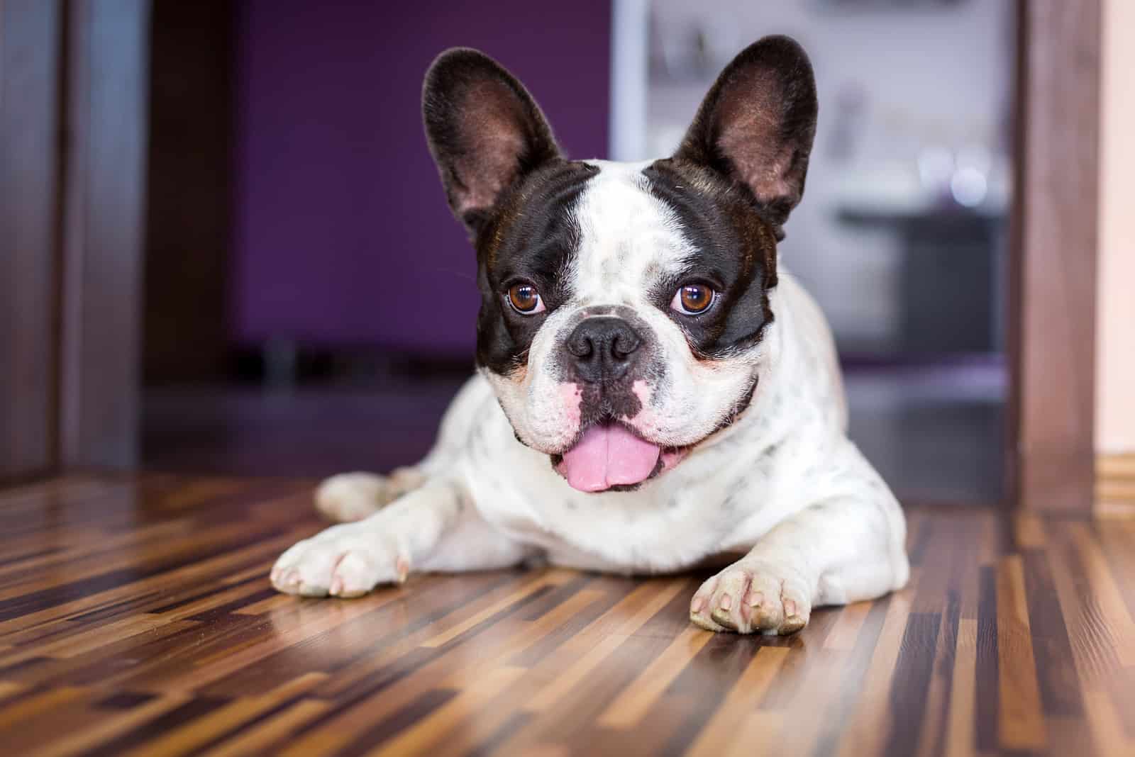 French bulldog lying down tired after walk