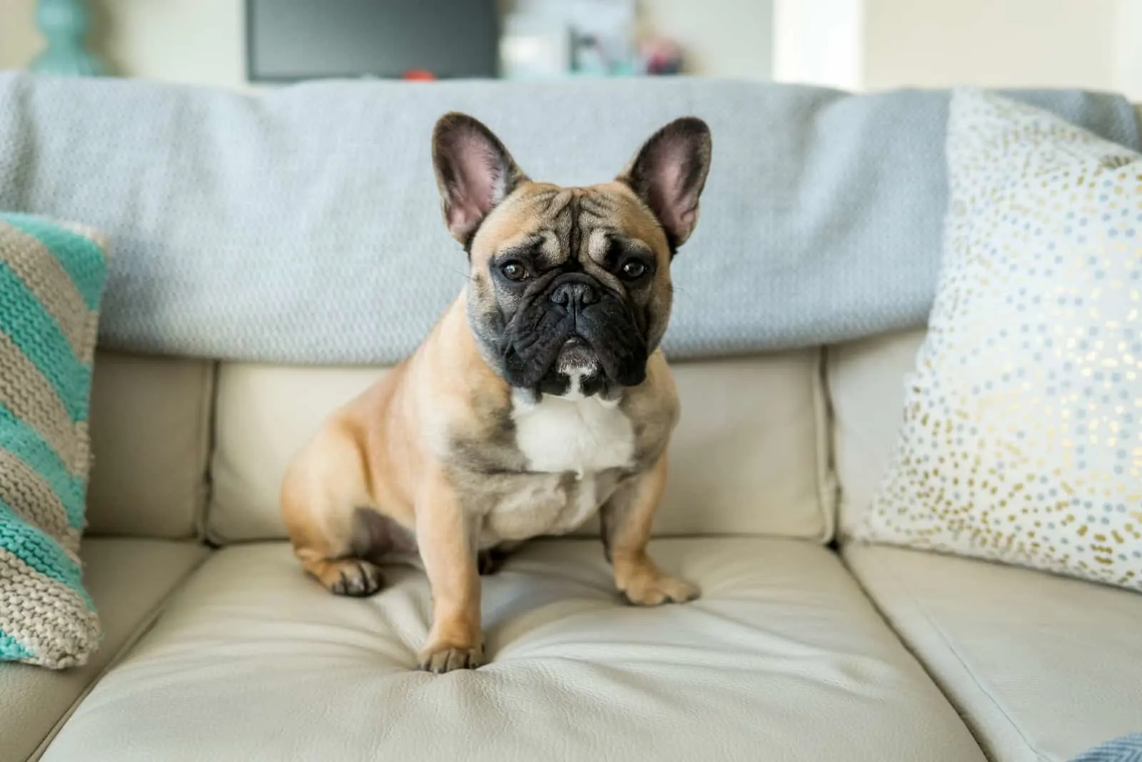 French bulldog sitting on couch