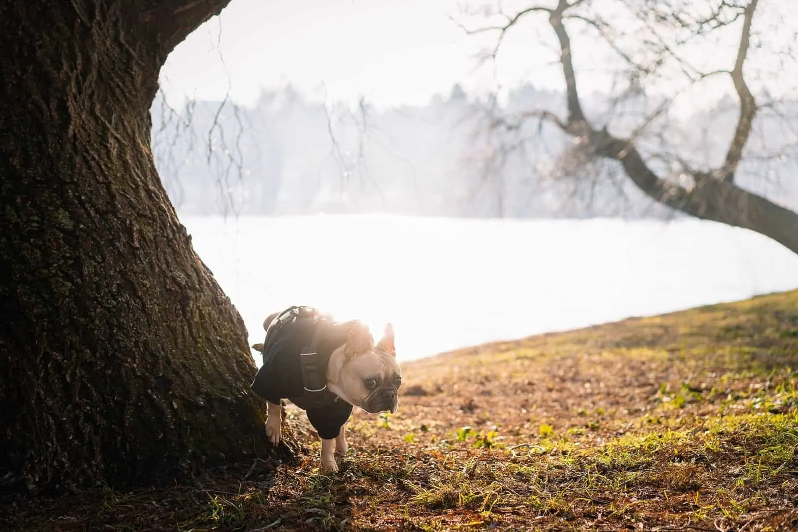 French bulldog walking in park in autumn peeing in a tree