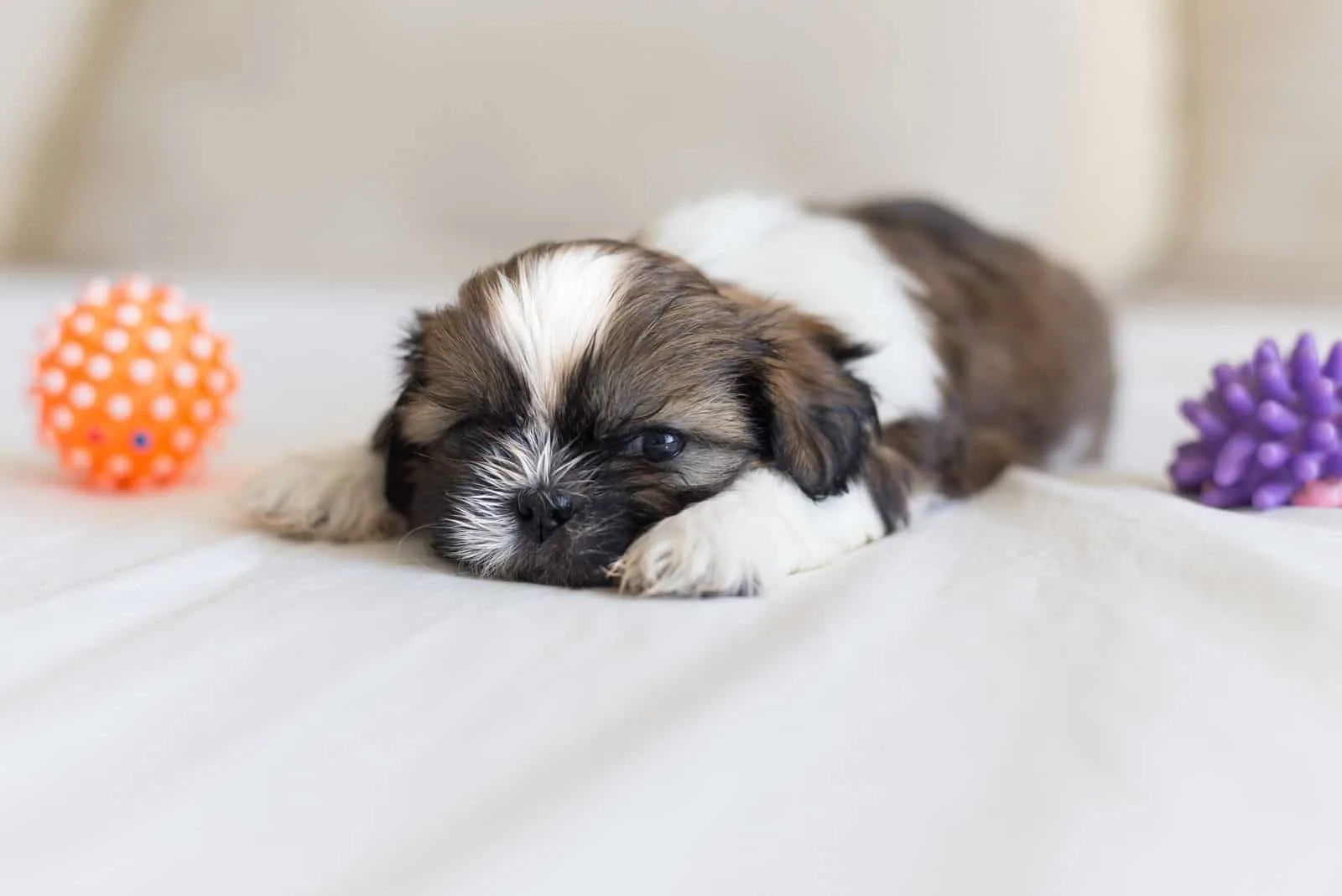 Furry Shih-Tzu puppy is sleeping with two his toys