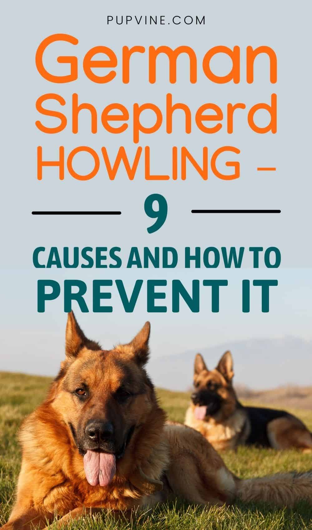 German Shepherd Howling – 9 Causes And How To Prevent It