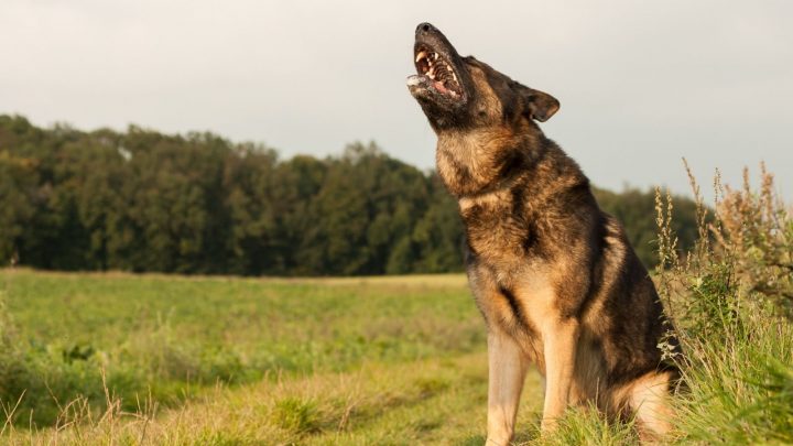 German Shepherd Howling – 9 Causes And How To Prevent It