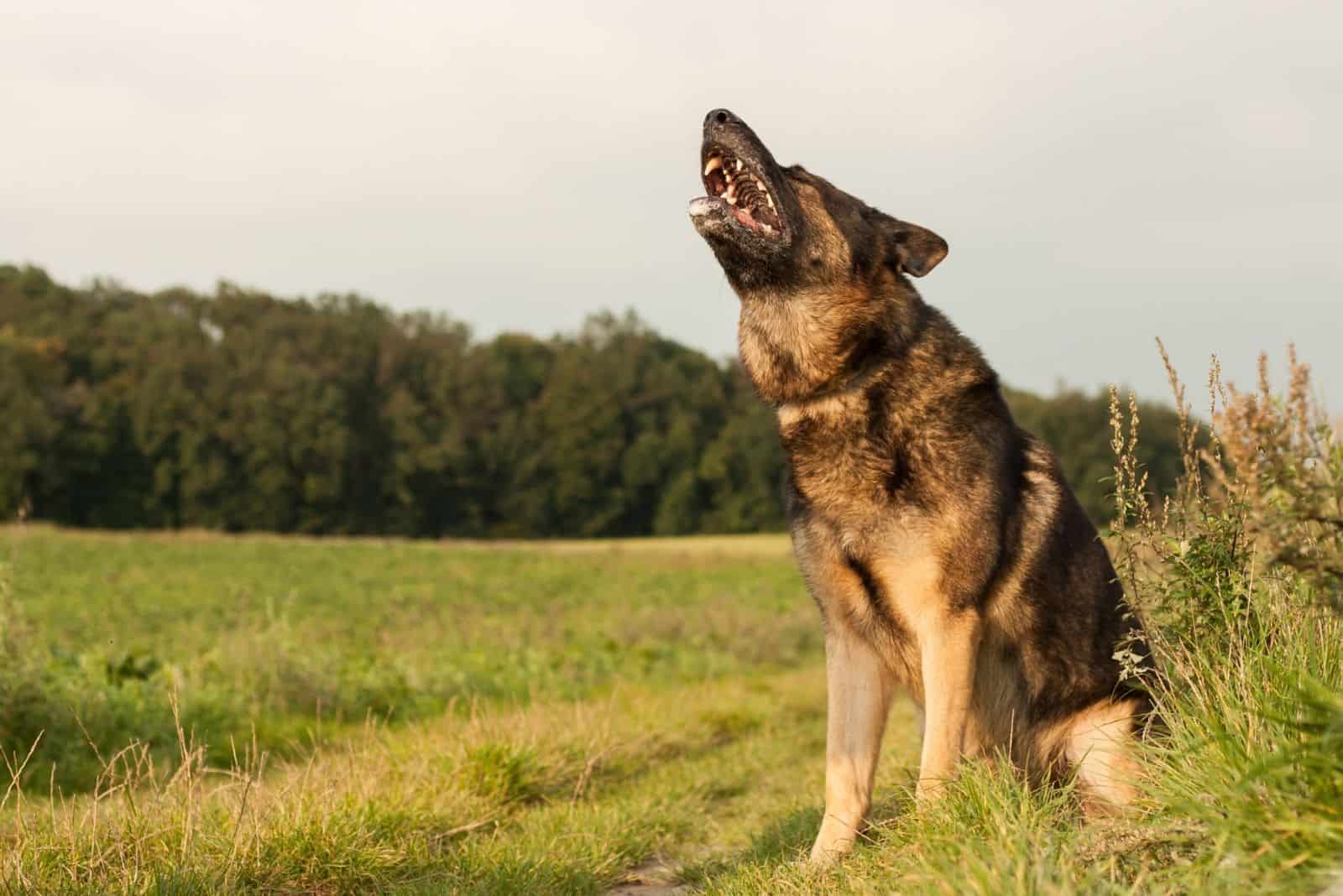 german shepherd howling while sitting in an open field