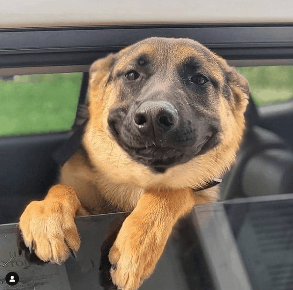 German Shepherd on window