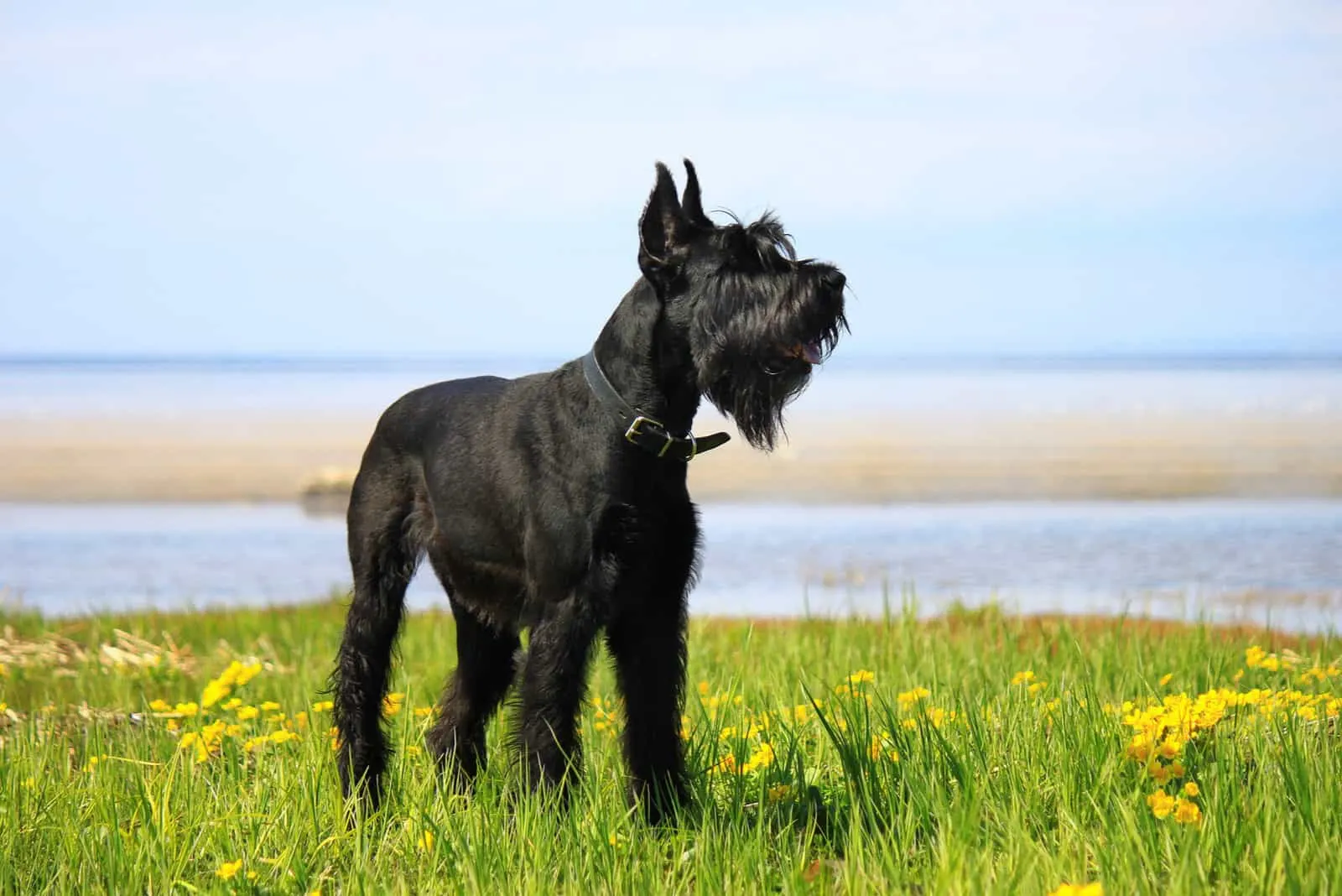 Giant Schnauzer standing on the grass