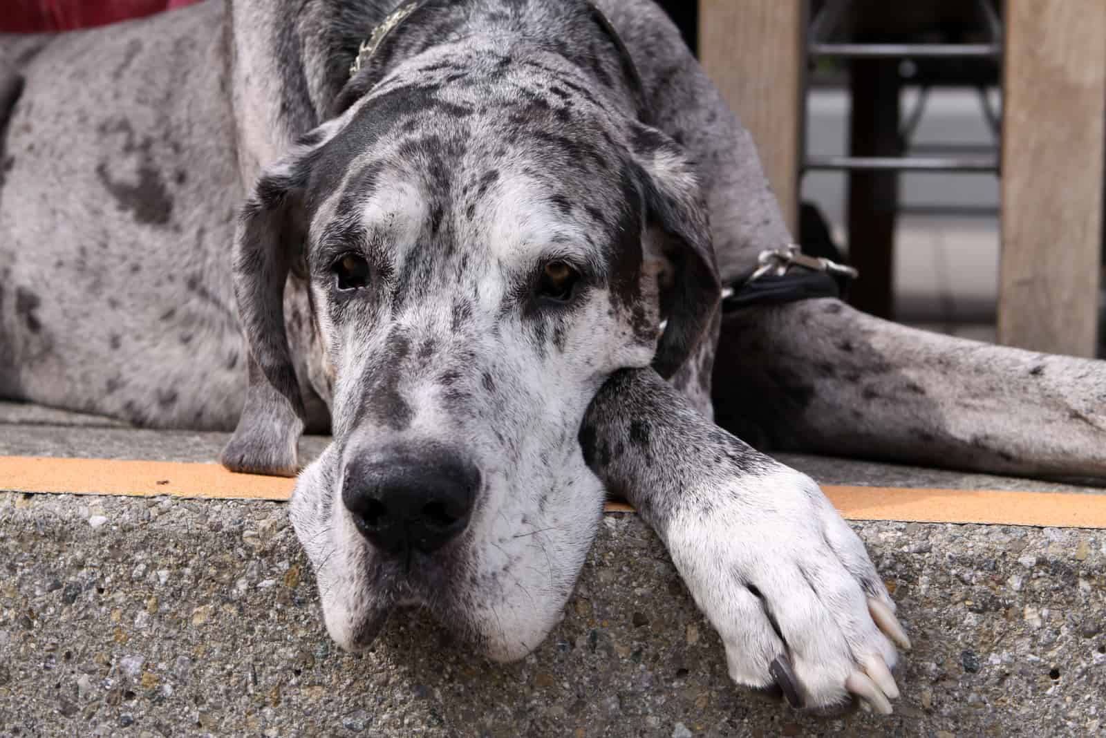 Great Dane Dog lying outdoors