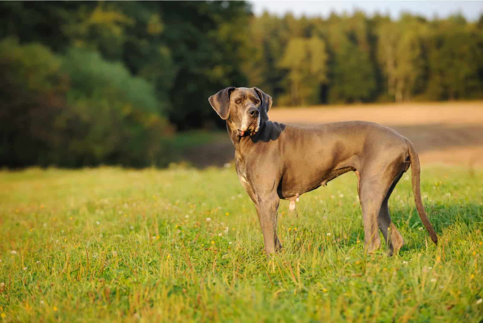 Great Dane dog standing outdoors