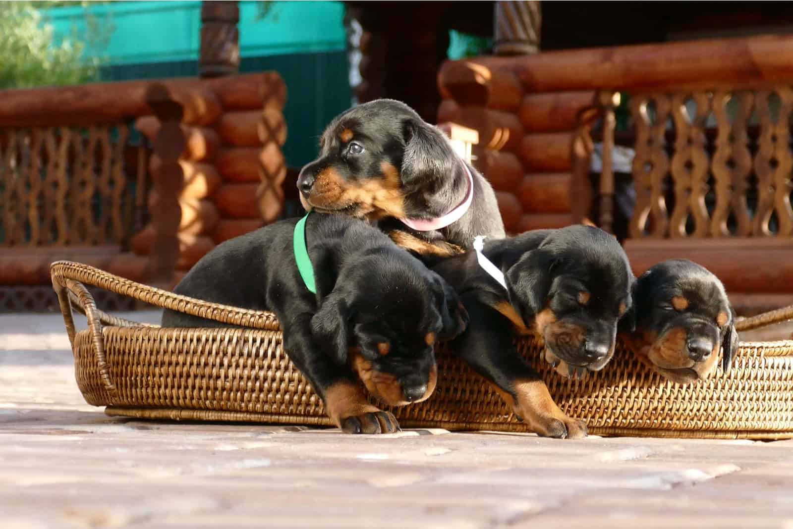 Group of doberman puppies in basket