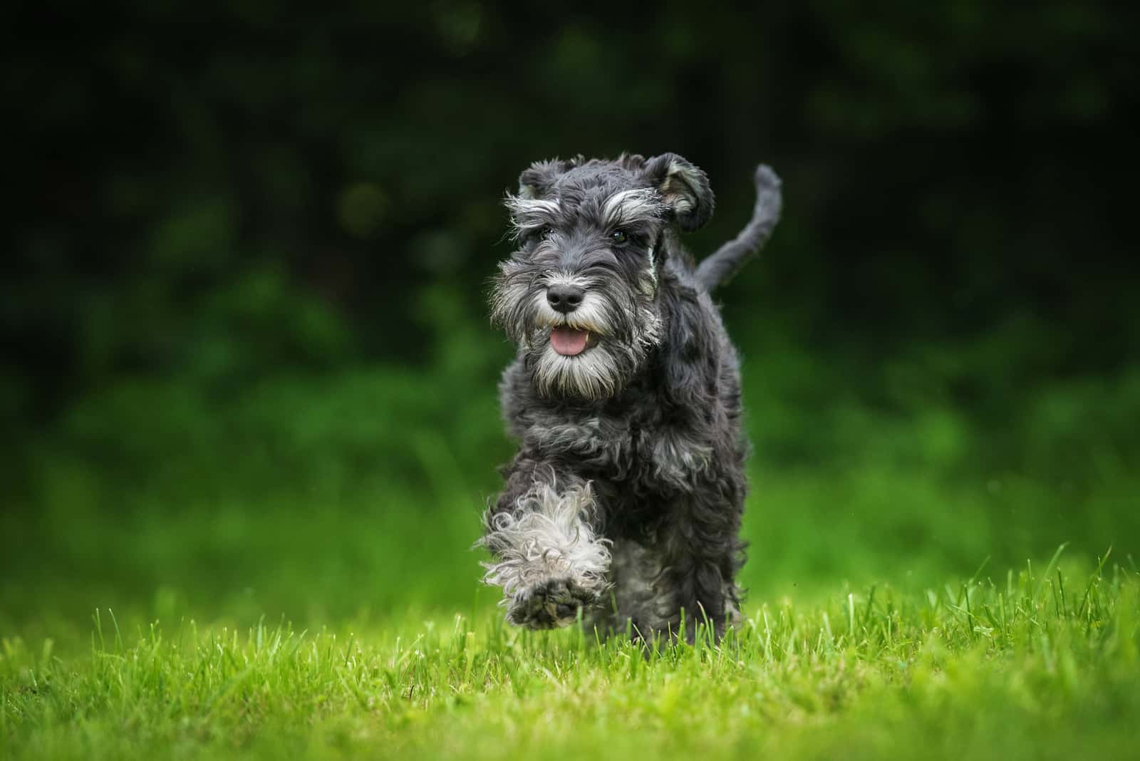 Happy miniature schnauzer puppy running