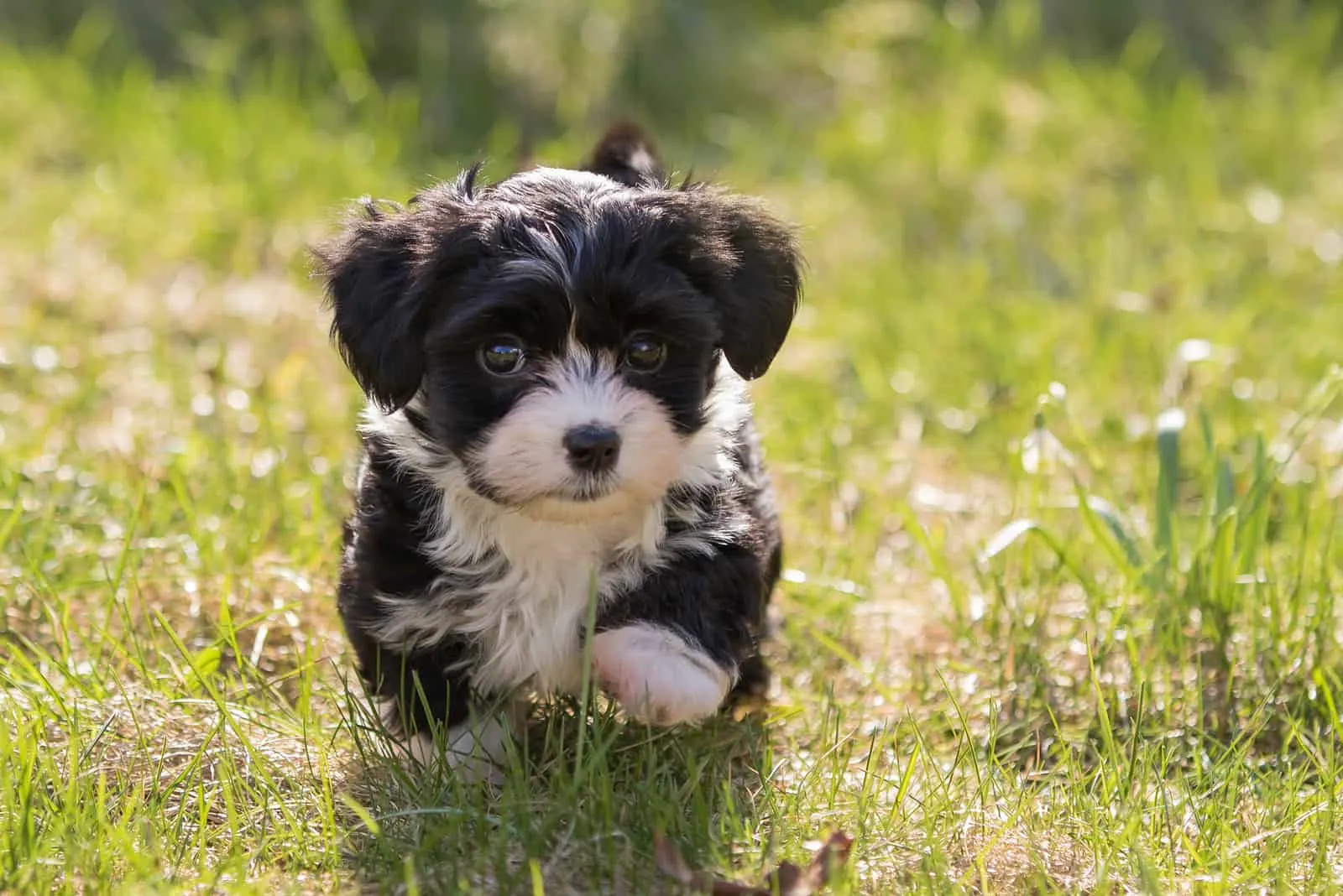 Havanese puppy dog in the meadow