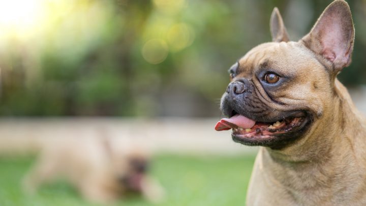 How Much Are French Bulldogs – Can You Afford This Cutie?