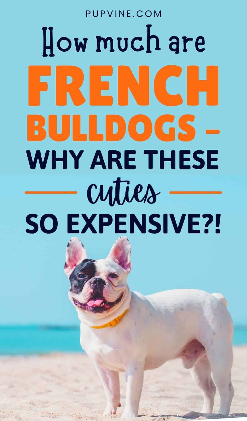 How Much Are French Bulldogs – Why Are These Cuties So Expensive!