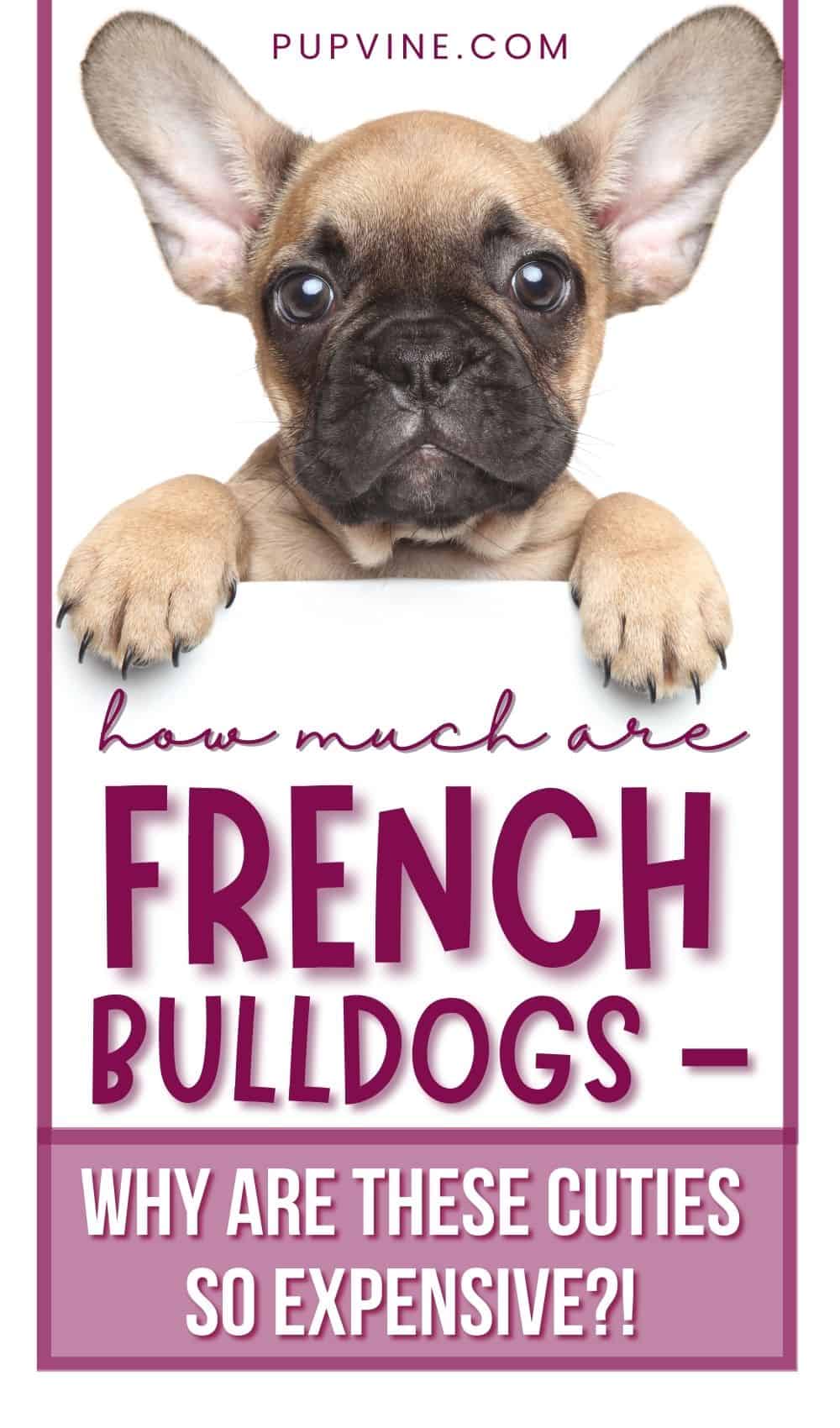 How Much Are French Bulldogs – Why Are These Cuties So Expensive?!