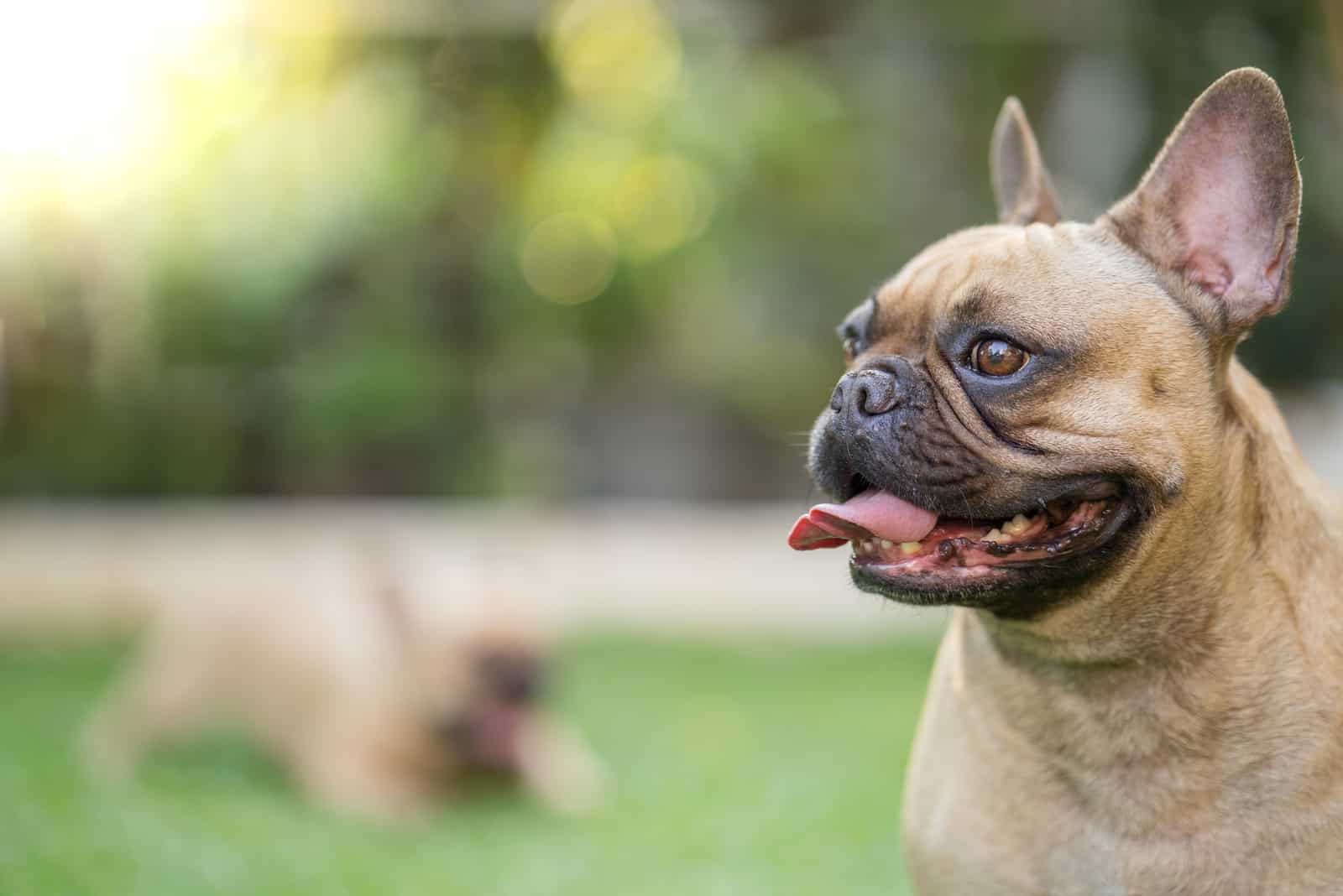 French Bulldog with tongue out standing outdoors