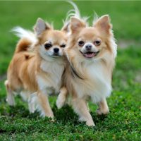 Two long haired Chihuahua dogs on green summer grass