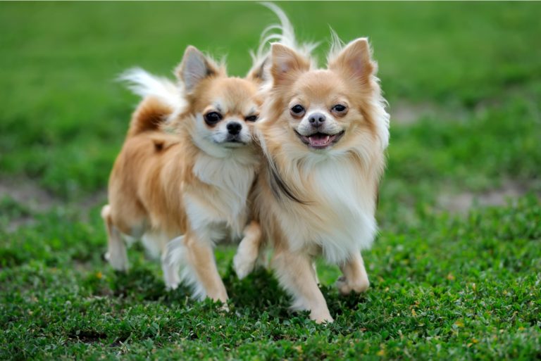 Two long haired Chihuahua dogs on green summer grass