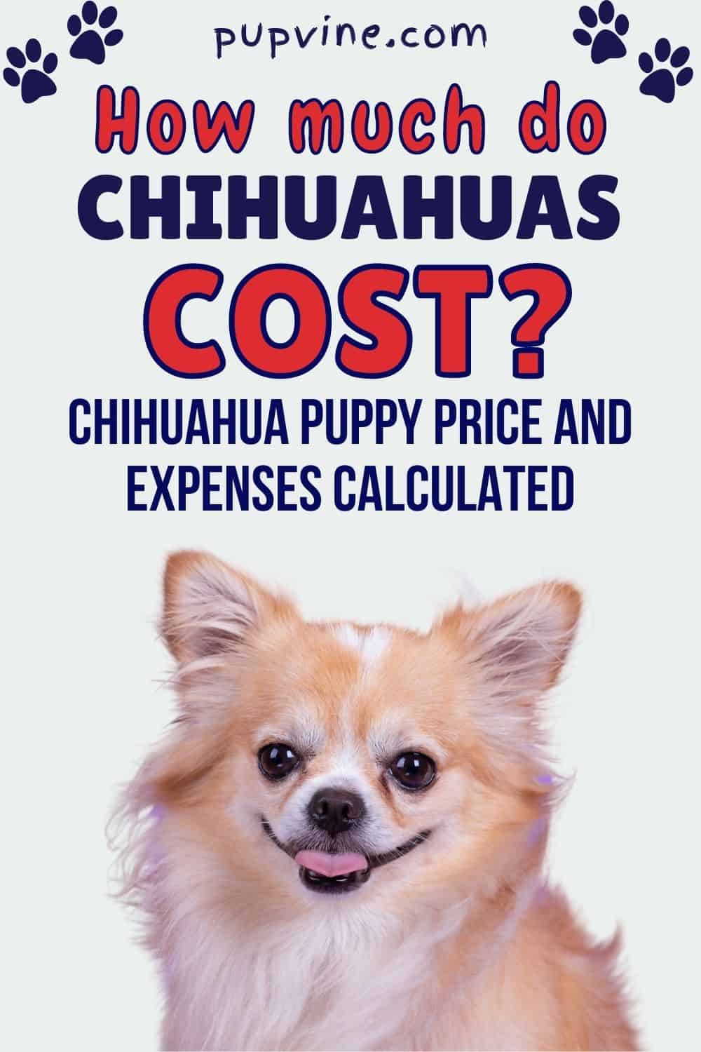 How Much Do Chihuahuas Cost? Chihuahua Puppy Price And Expenses Calculated