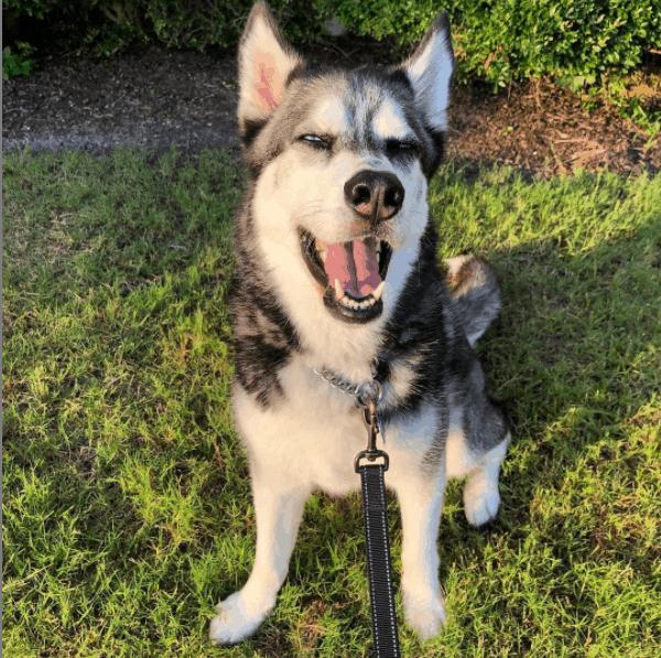 Huskies outside