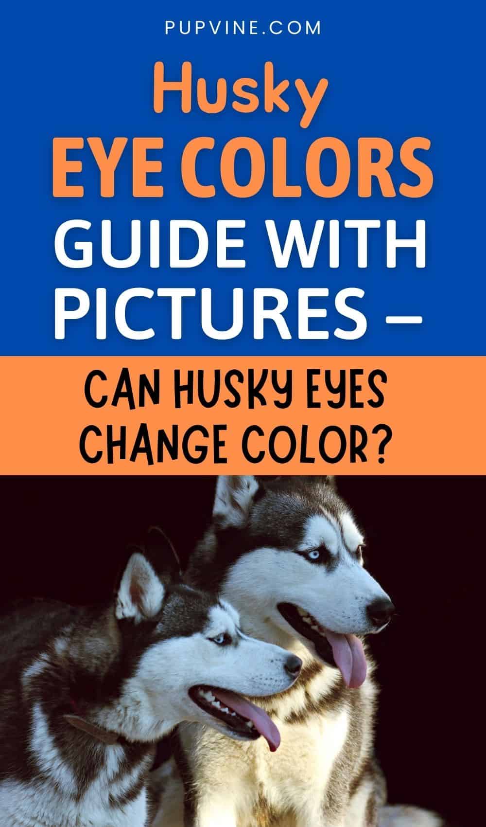 Husky Eye Colors Guide With Pictures – Can Husky Eyes Change Color