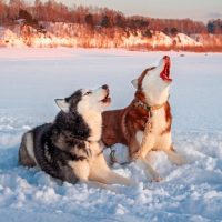 Two siberian husky dogs howls raising his muzzles up howling on winter sunset landscape