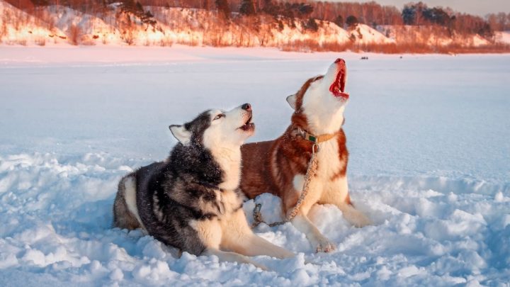 Husky Howling: Why Huskies Howl And What You Can Do About It