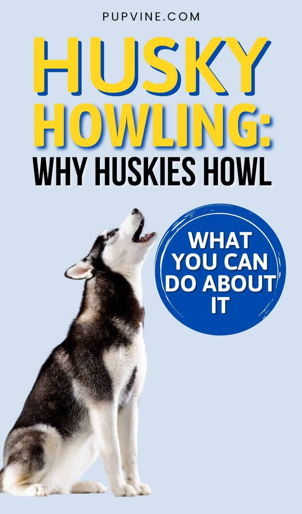 Husky Howling: Why Huskies Howl And What You Can Do About It