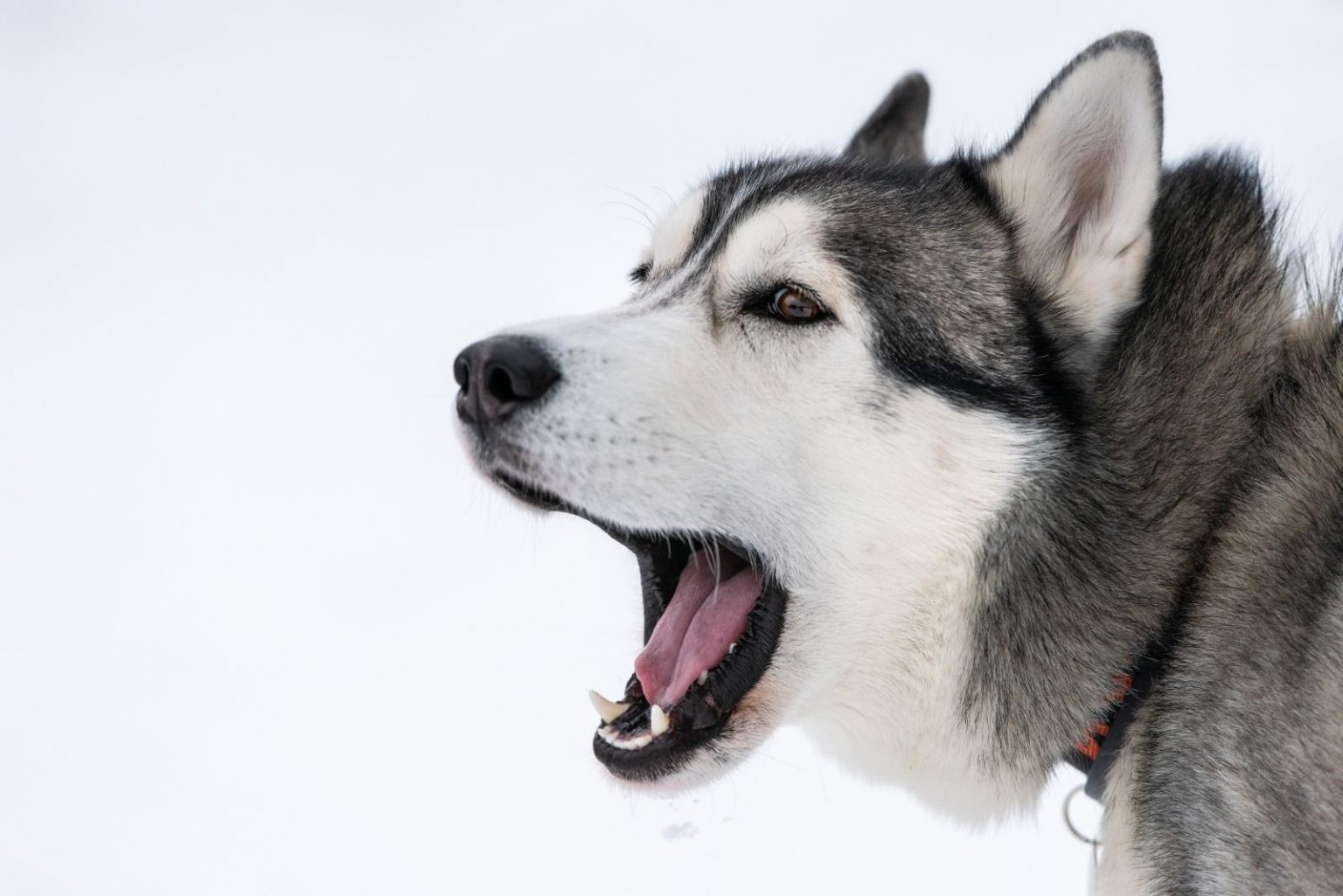 Do Huskies Bark? A Helpful Guide To Husky Vocalization