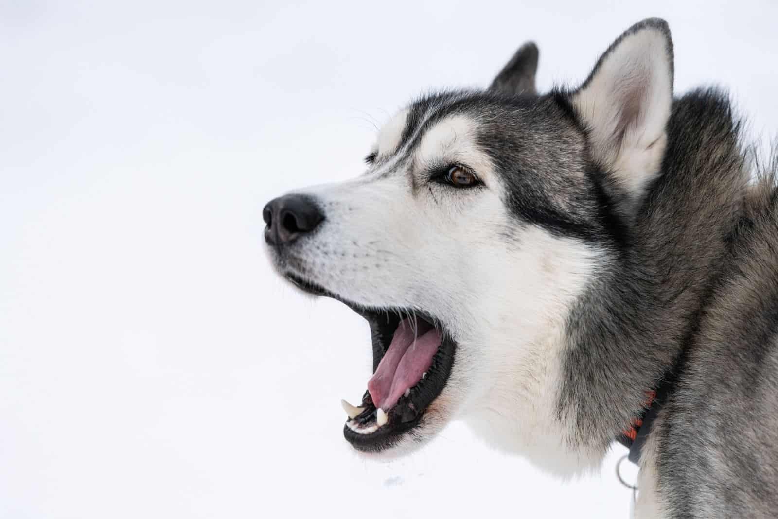 Husky dog barking portrait with winter snowy background