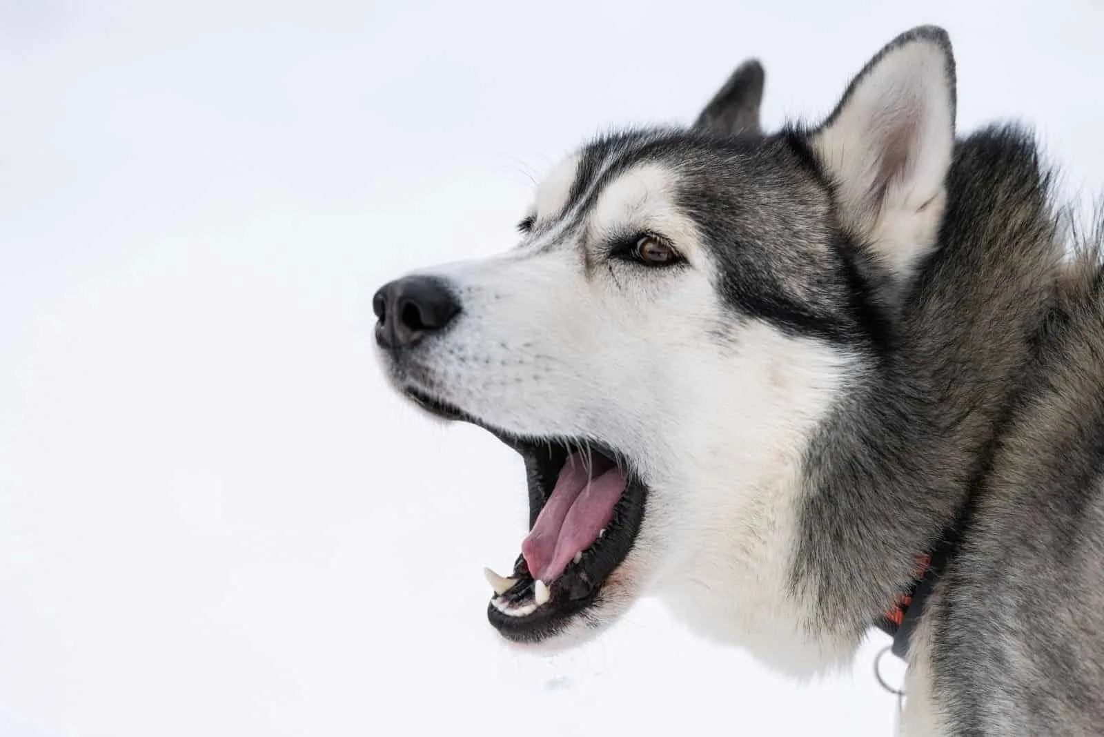 do siberian huskies bark a lot