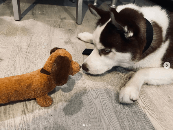 Husky with toy