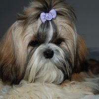 Shih Tzu puppy posing with ponytail and purple hair bow close up
