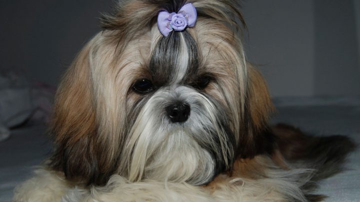 Imperial Shih Tzu: A Teacup Dog Breed That Doesn’t Exist?