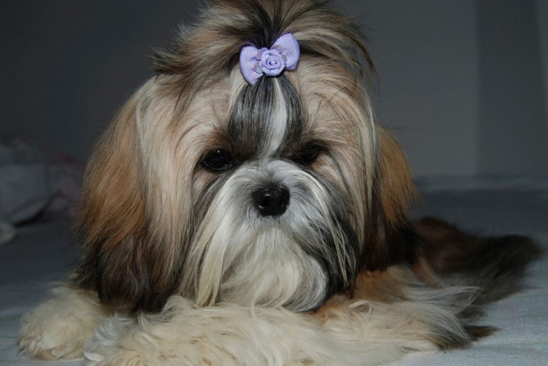 Shih Tzu puppy posing with ponytail and purple hair bow close up