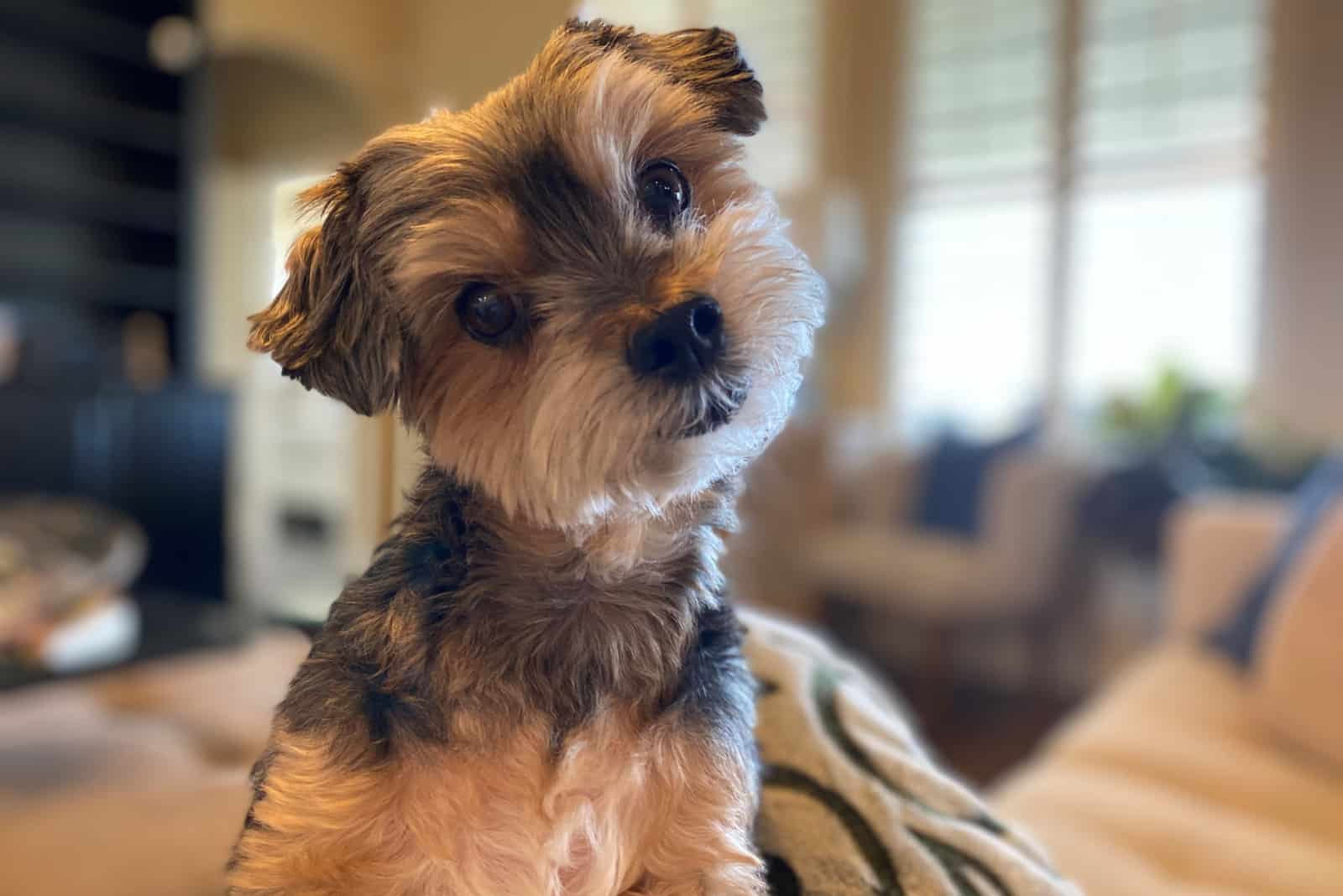 Inquisitive MorkiePoo puppy