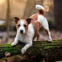 jack russell terrier playing on the logs in the forest