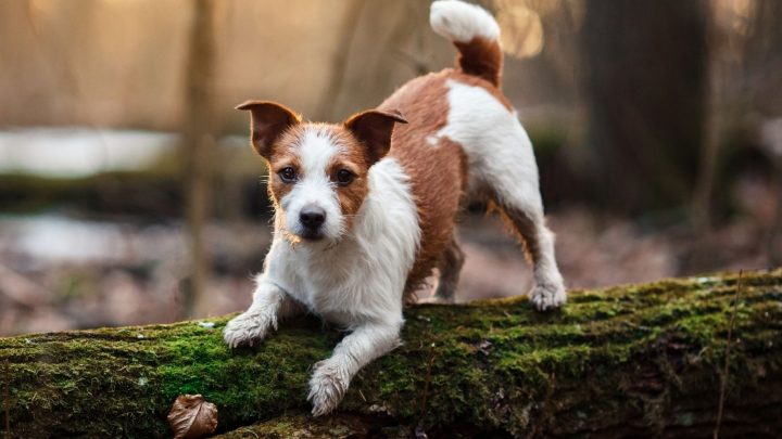 Jack Russell Lifespan: How Long Do Jack Russells Live?
