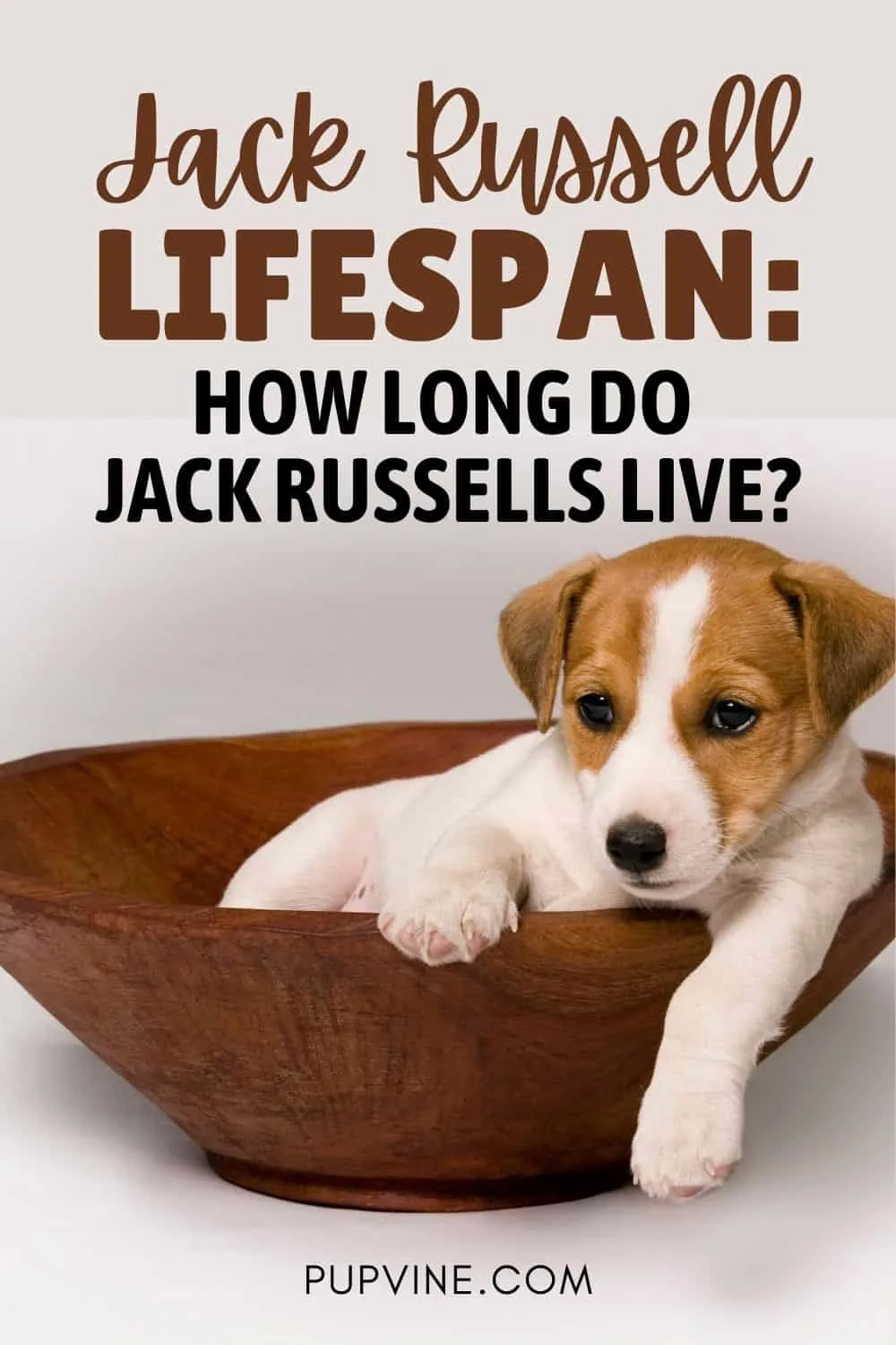 Jack Russell Lifespan How Long Do Jack Russells Live
