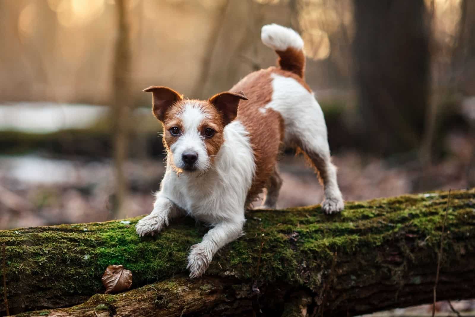jack russell terrier playing on the logs in the forest