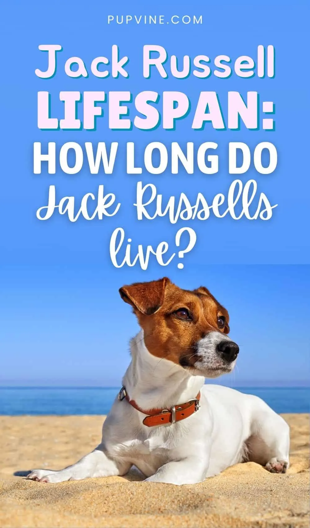 Jack Russell Lifespan: How Long Do Jack Russells Live?