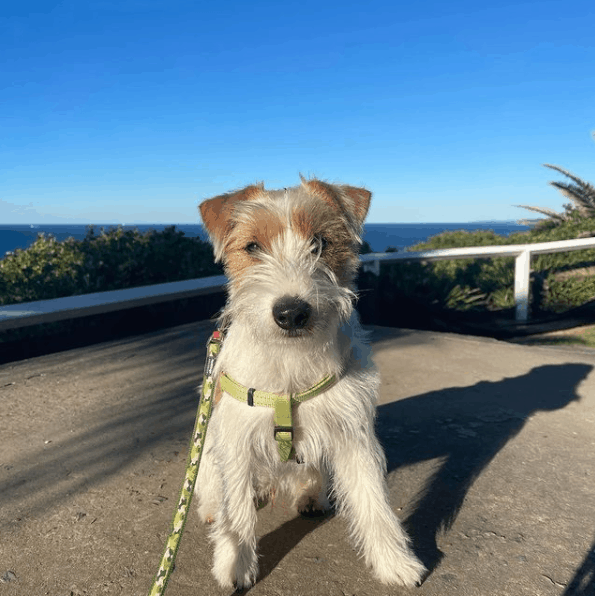 Jack Russell Terriers outside