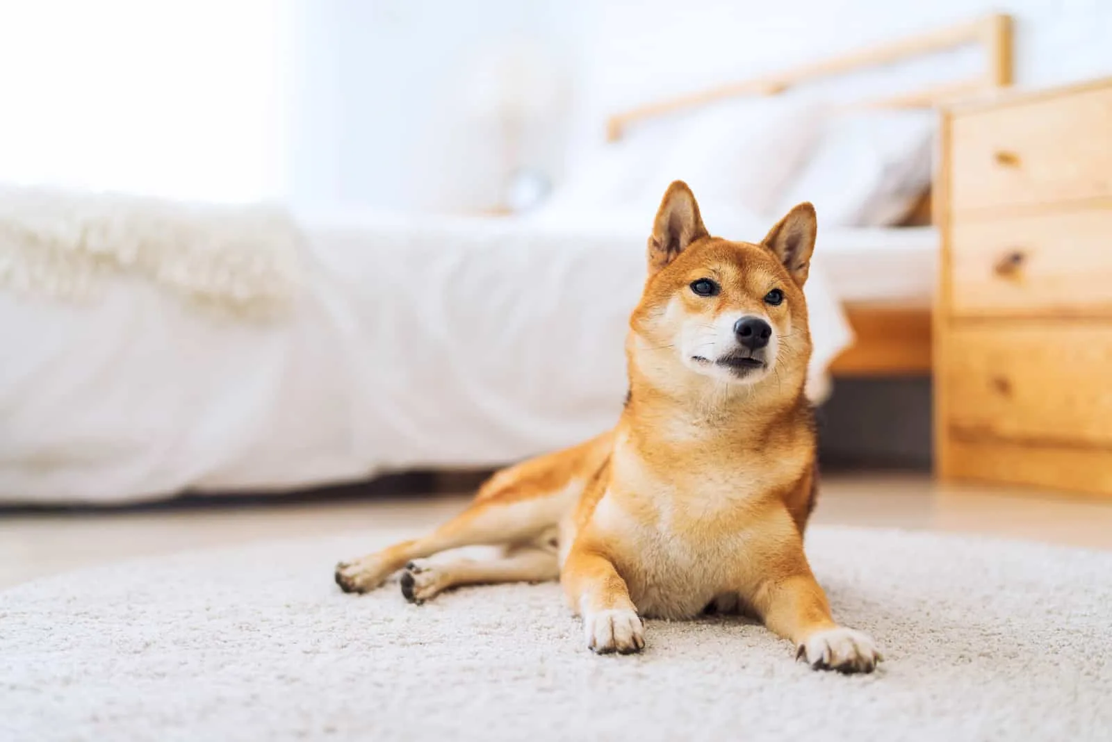 Japanese Shiba Inu dog in a carpet in bedroom
