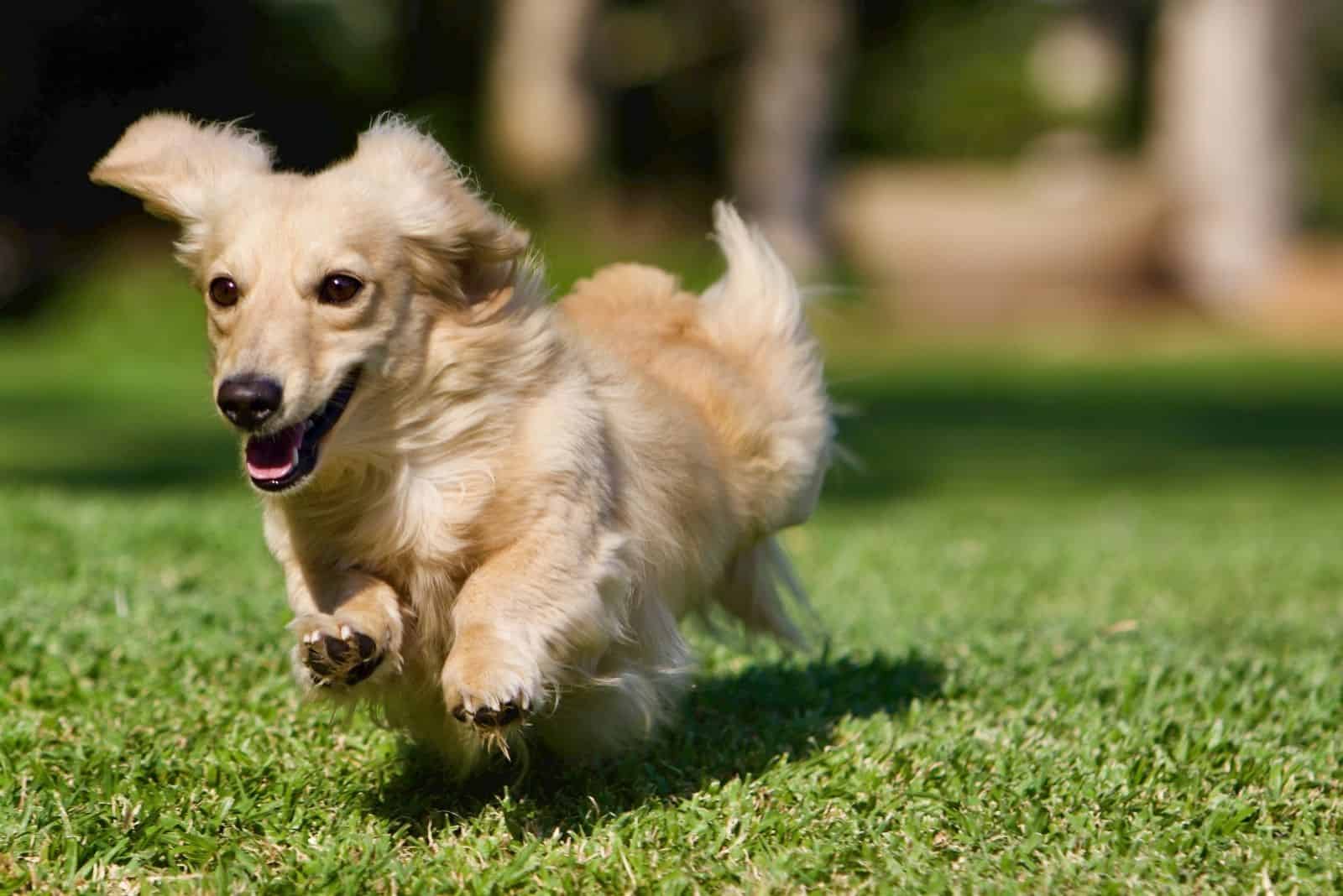 Long haired cream dachshund running outdoors